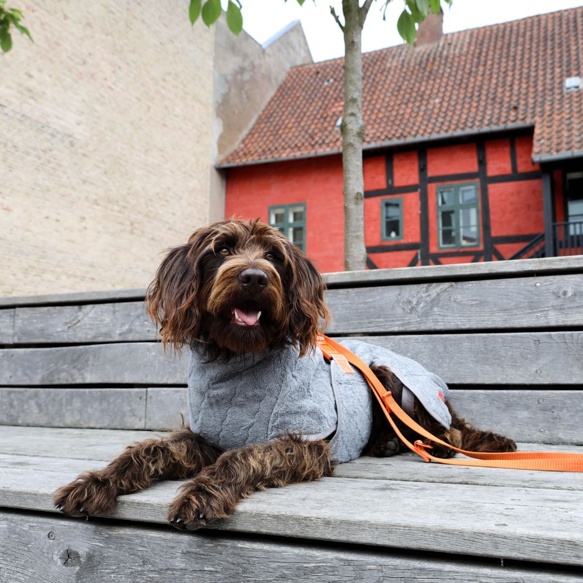 Siccaro Selected dog drying coat