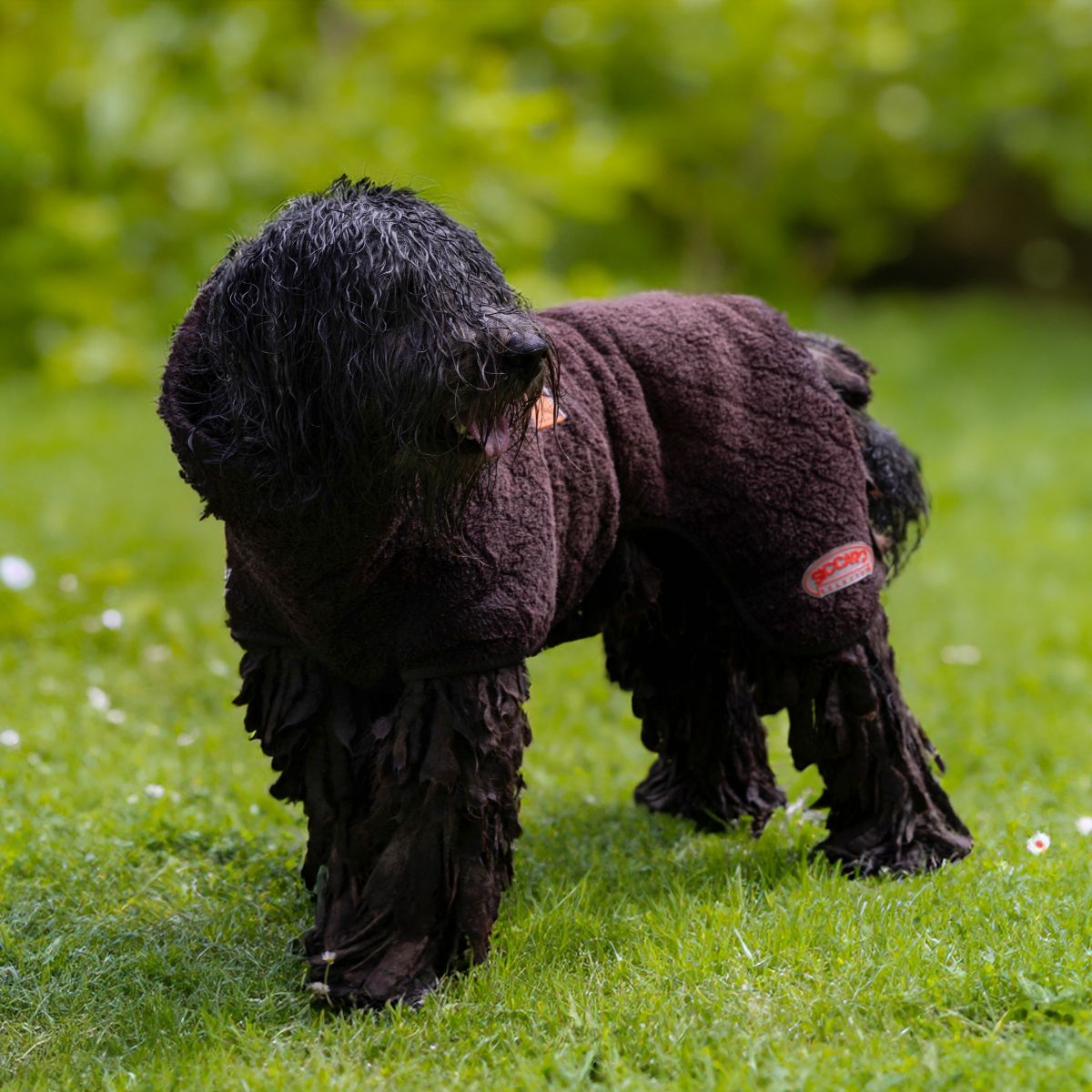 Siccaro Selected dog drying coat